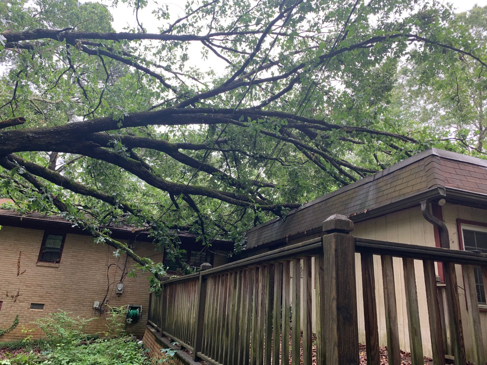 Emergency Tree Removal