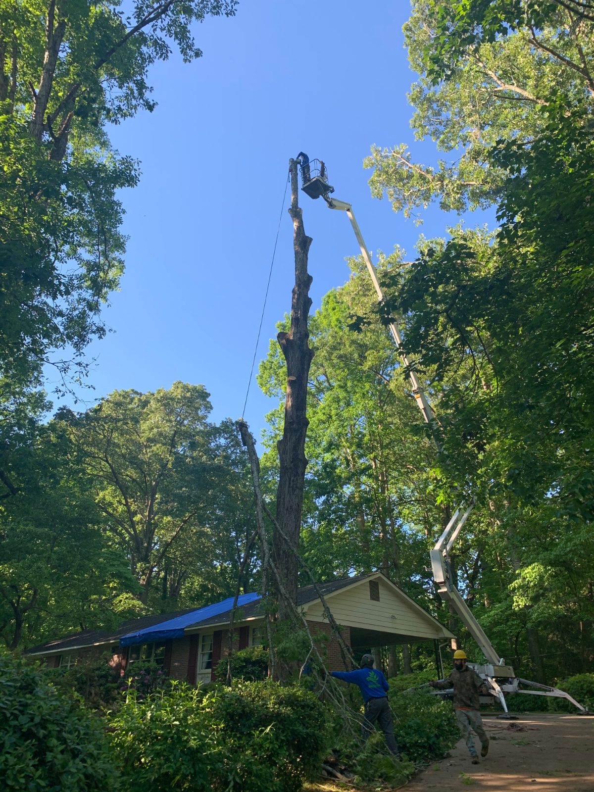 Emergency Tree Removal