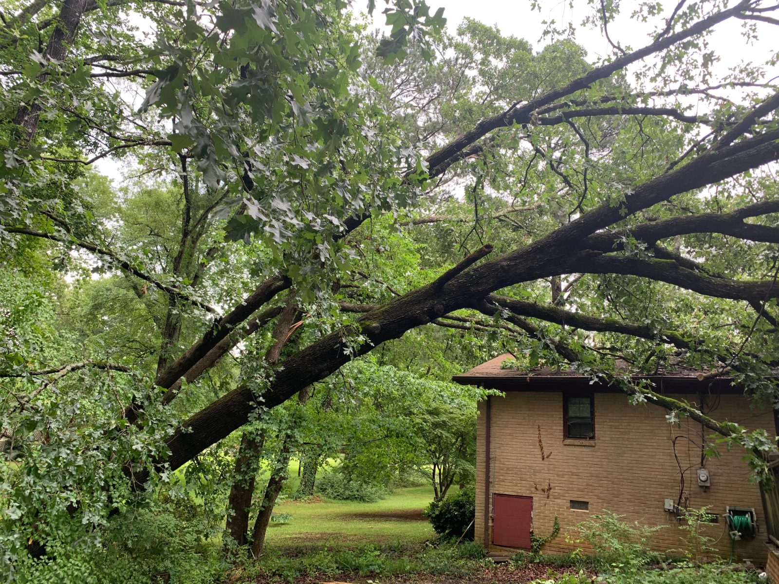 Emergency Tree Removal